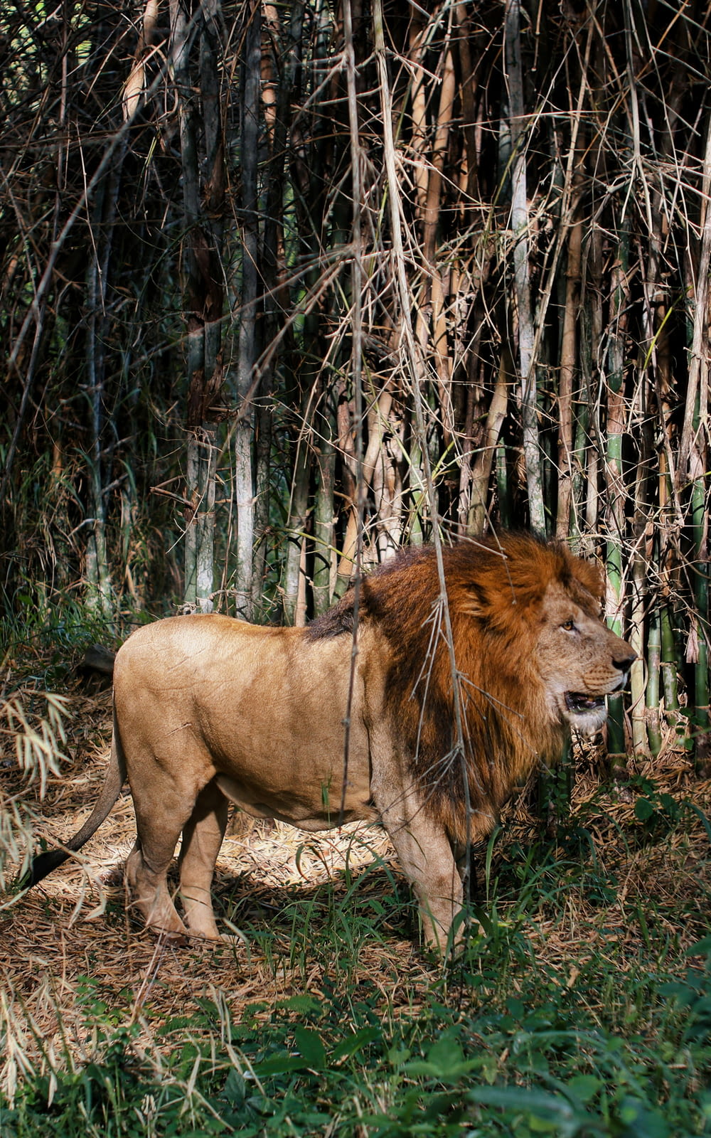 a lion standing in the middle of a forest