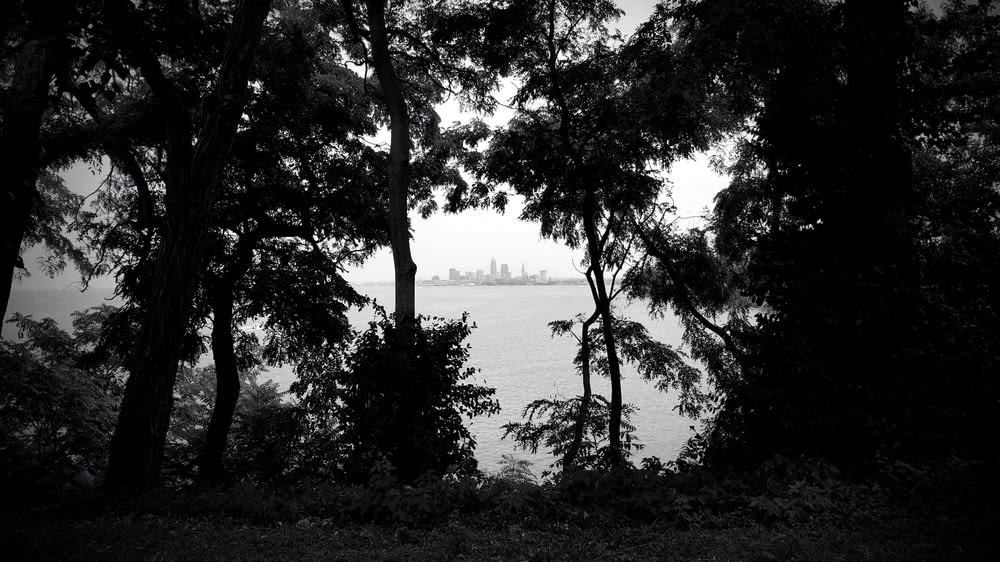 a black and white photo of trees and a body of water