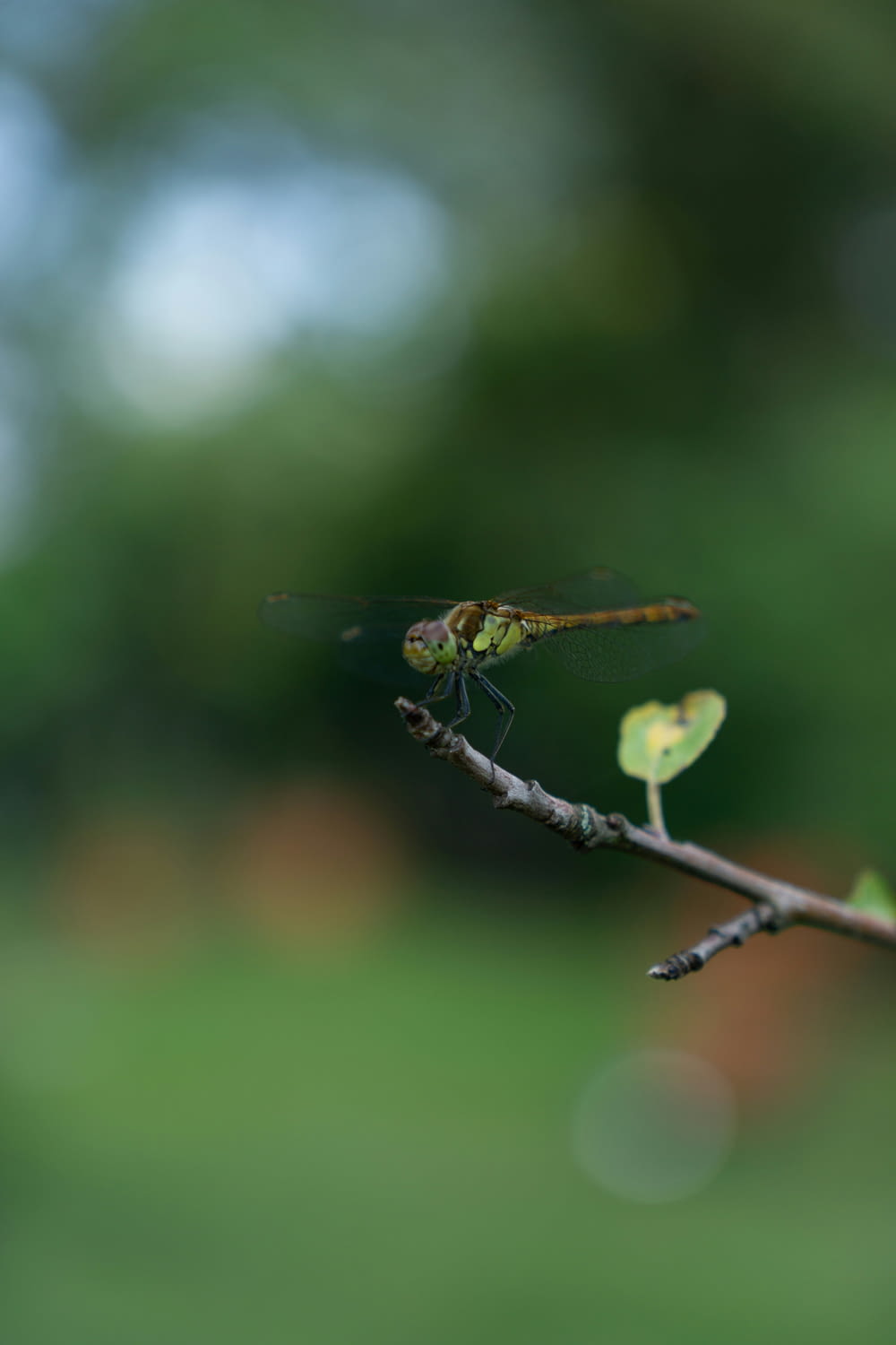 a dragonfly sitting on top of a tree branch