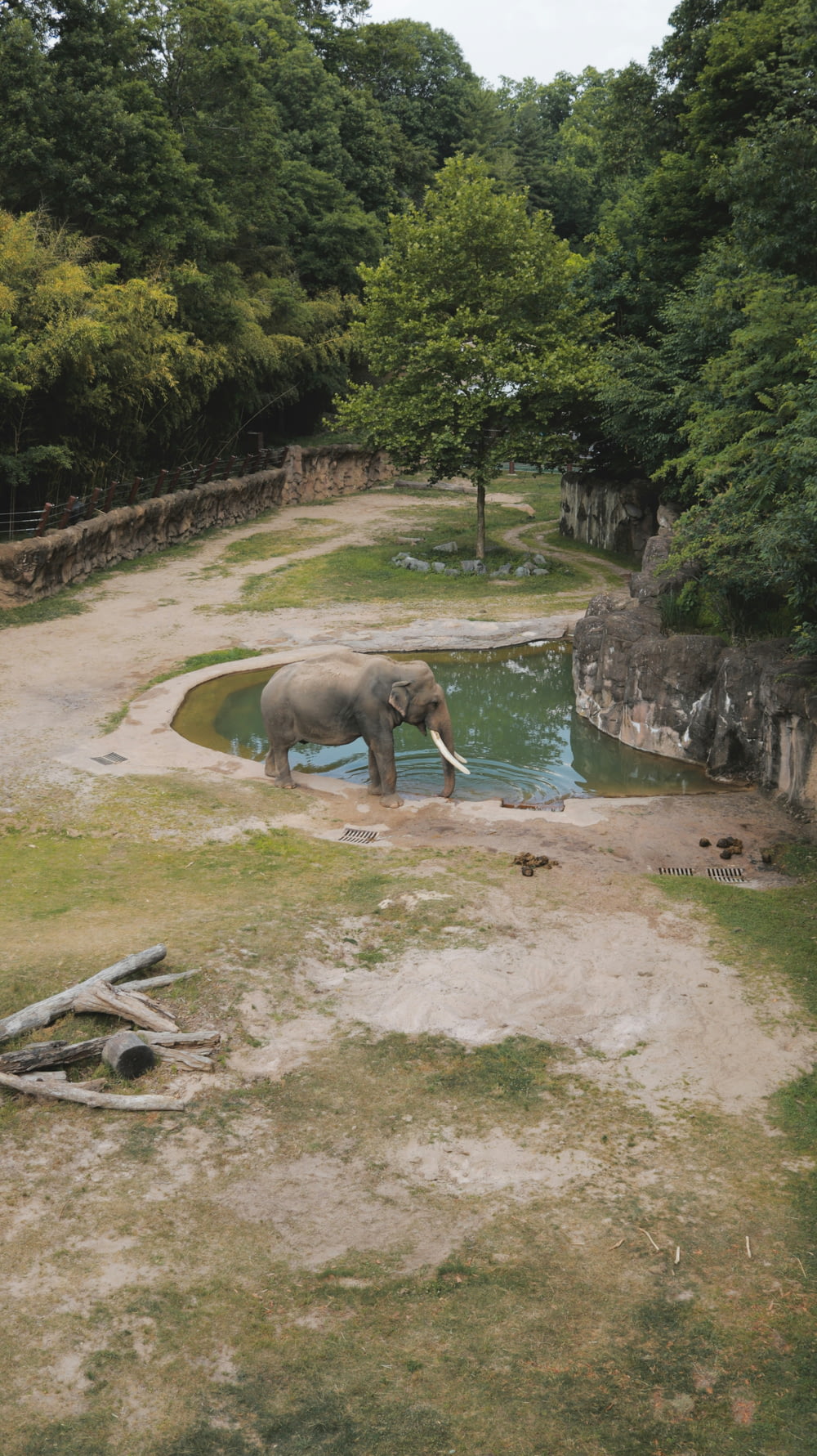 an elephant is standing in the water at the zoo