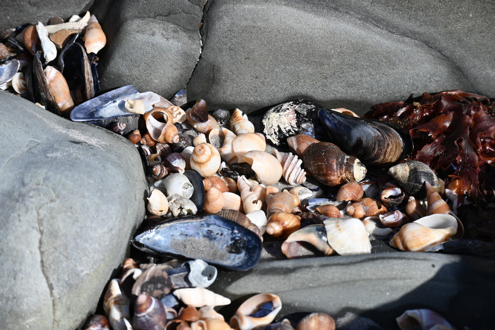 a bunch of shells that are on some rocks