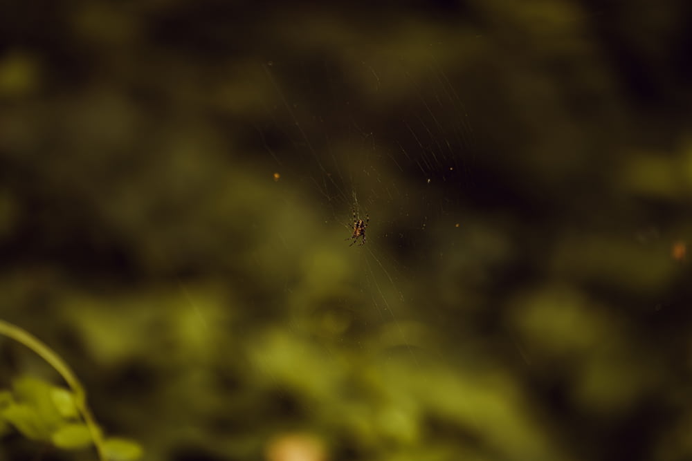 a spider sitting on a web in the middle of a forest