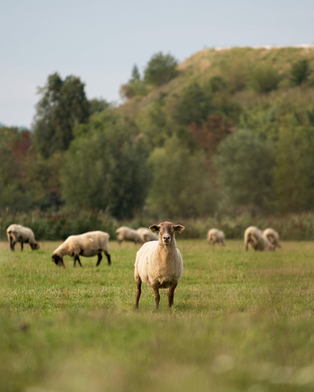 a herd of sheep grazing on a lush green field