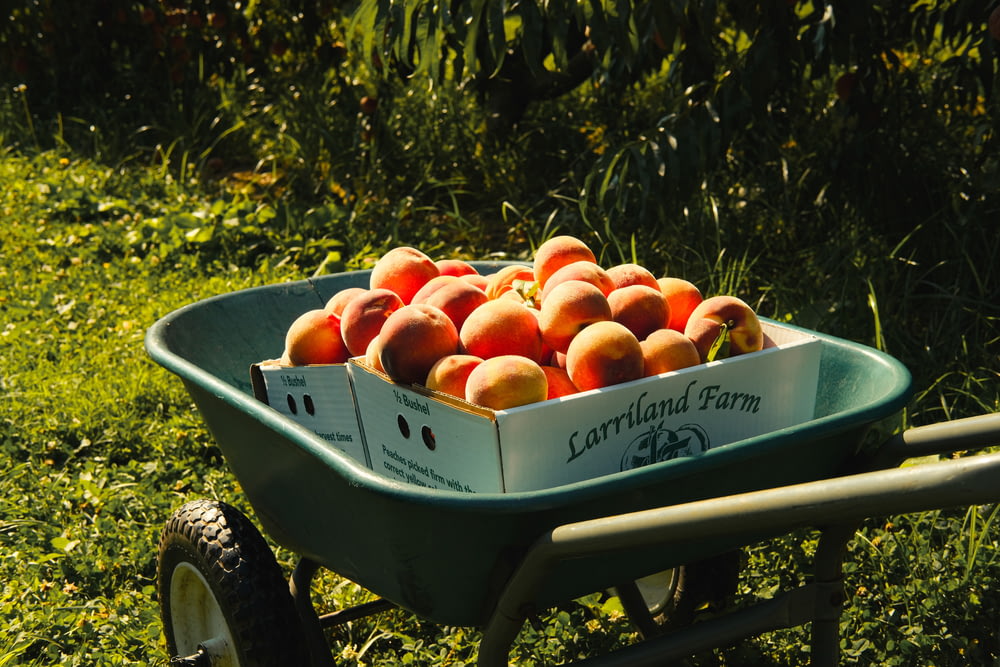 a wheelbarrow full of peaches on a sunny day