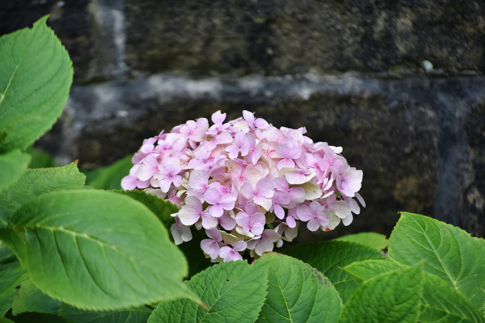 a close up of a flower near a brick wall