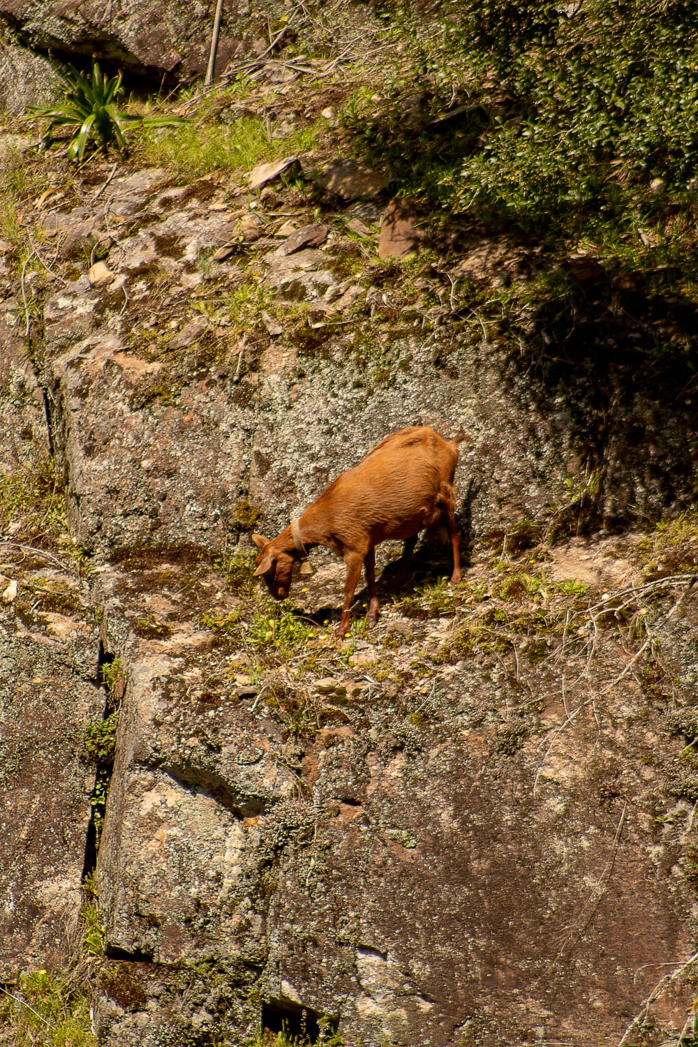 a brown animal standing on top of a rocky hillside