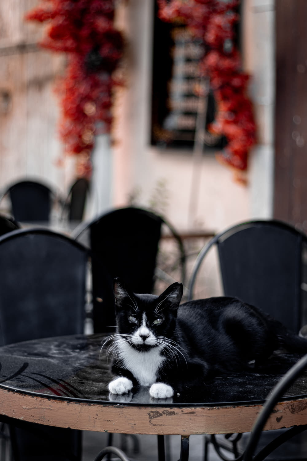 a black and white cat sitting on top of a table