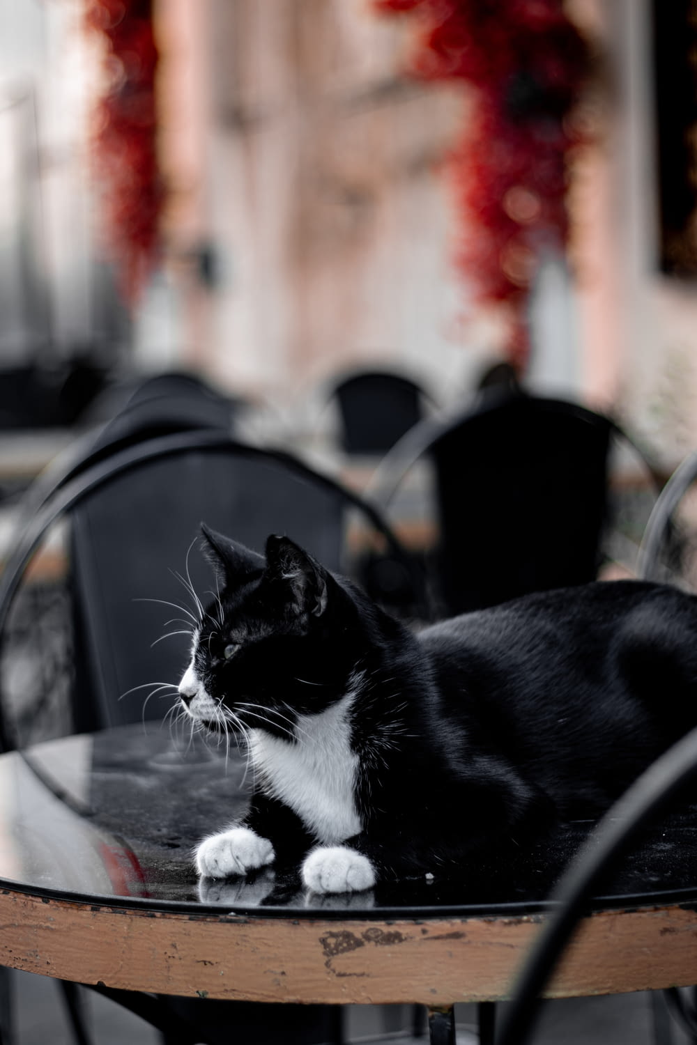 a black and white cat sitting on top of a table