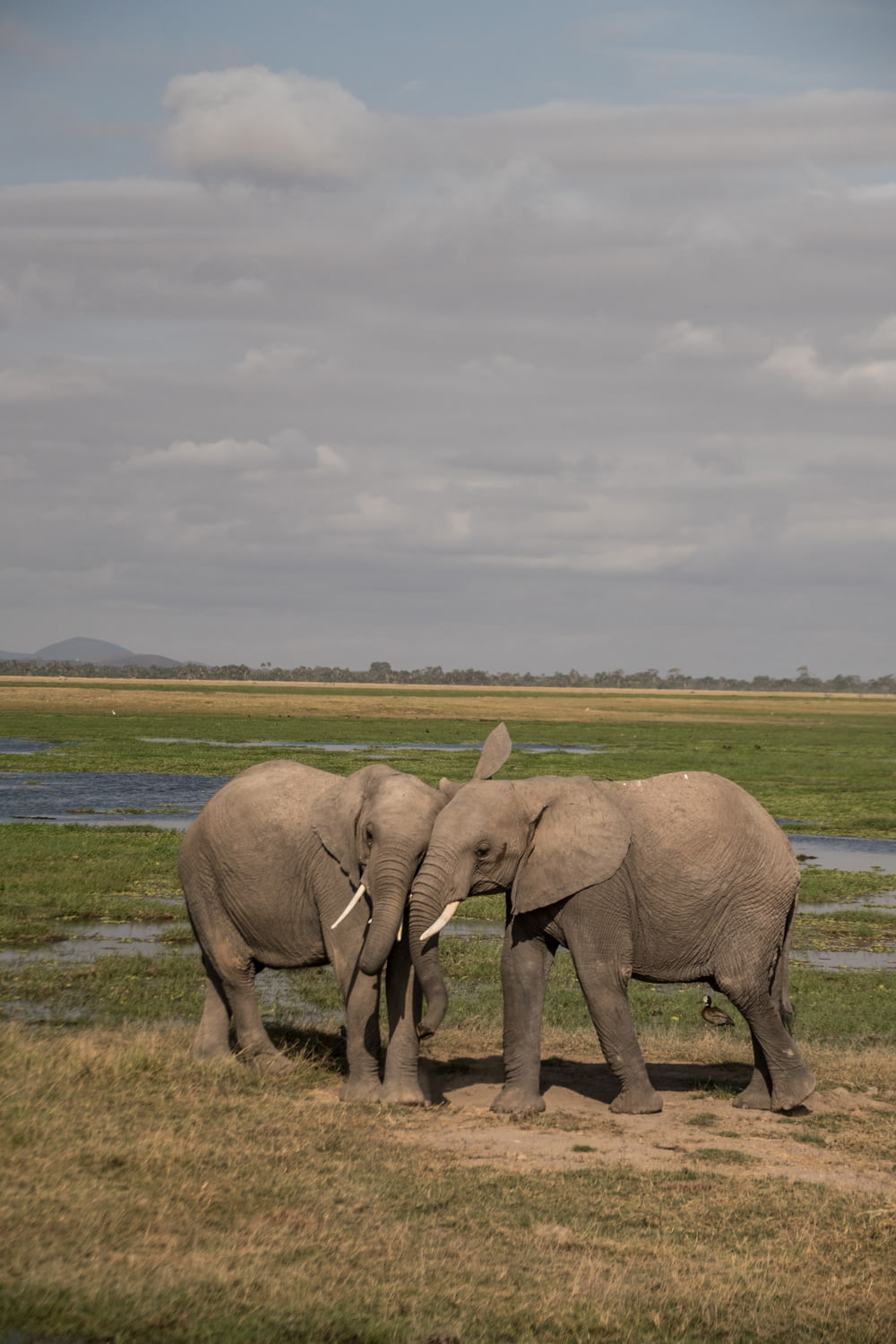two elephants standing next to each other in a field