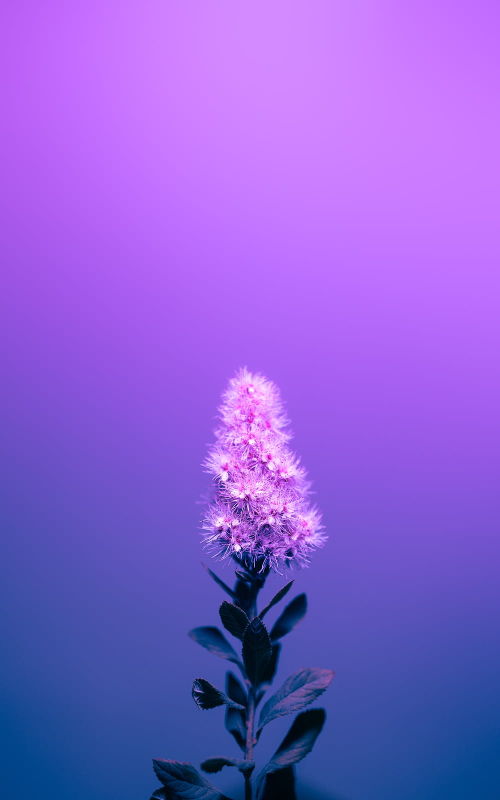 a purple flower on a purple background