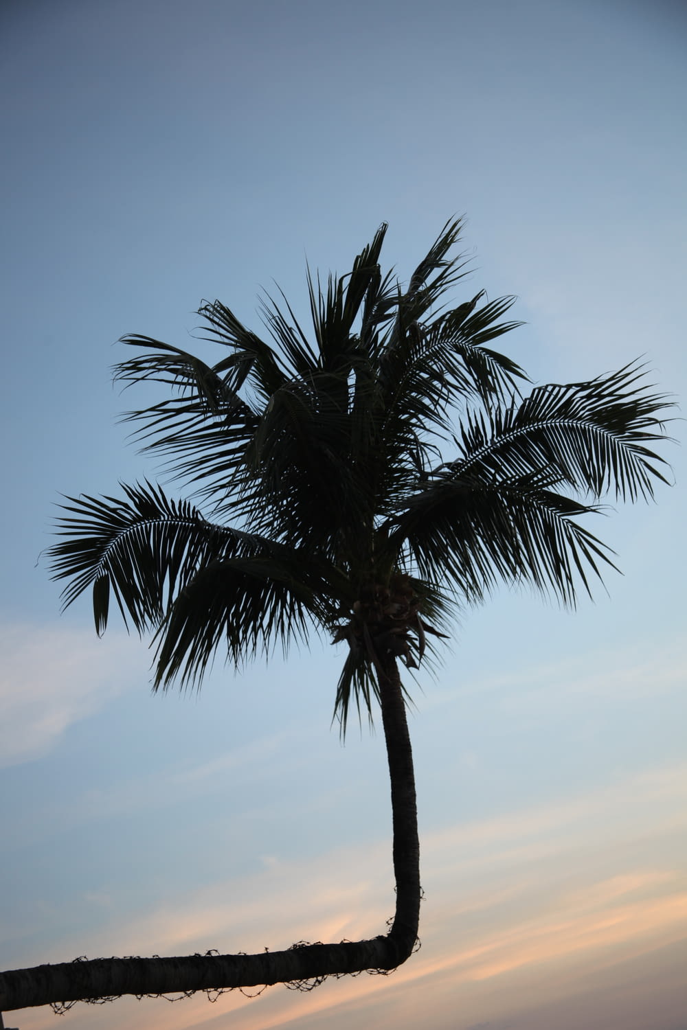 a palm tree is silhouetted against a blue sky