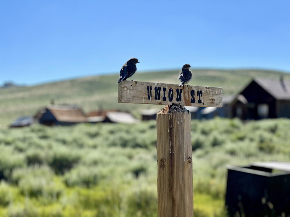 two birds sitting on top of a wooden sign