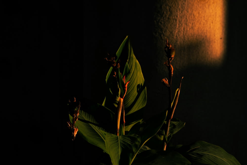 a plant in a dark room with a light shining on it