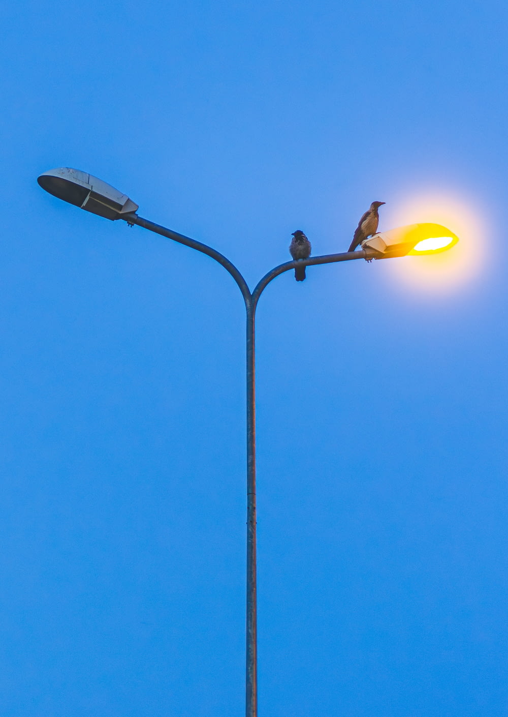 two birds are perched on a street light