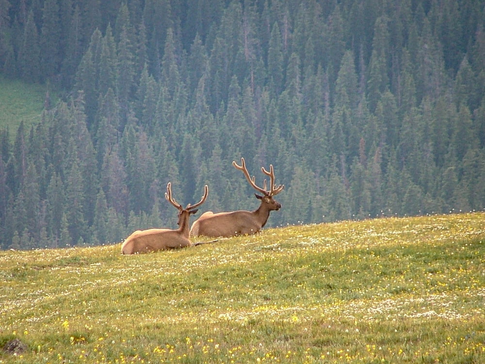 two deer laying down in a field with trees in the background