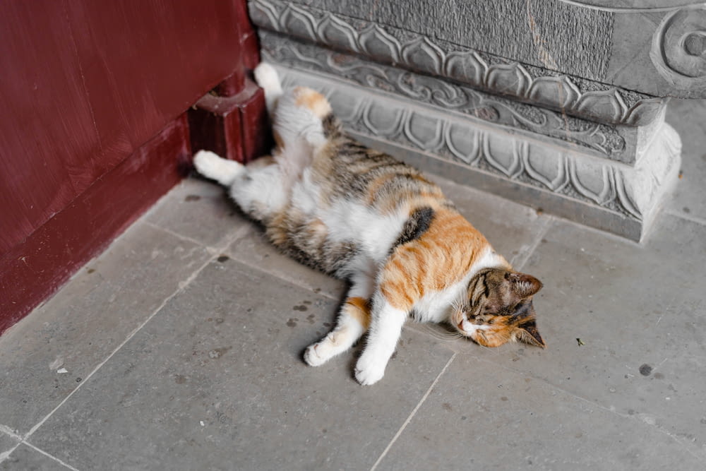 a cat laying on its back in front of a door