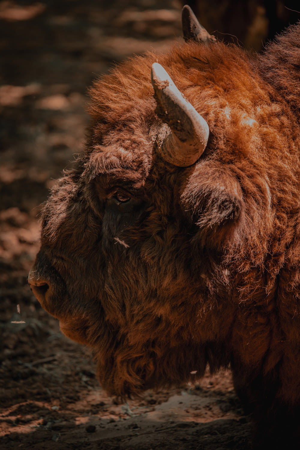a close up of a bison with a long horn