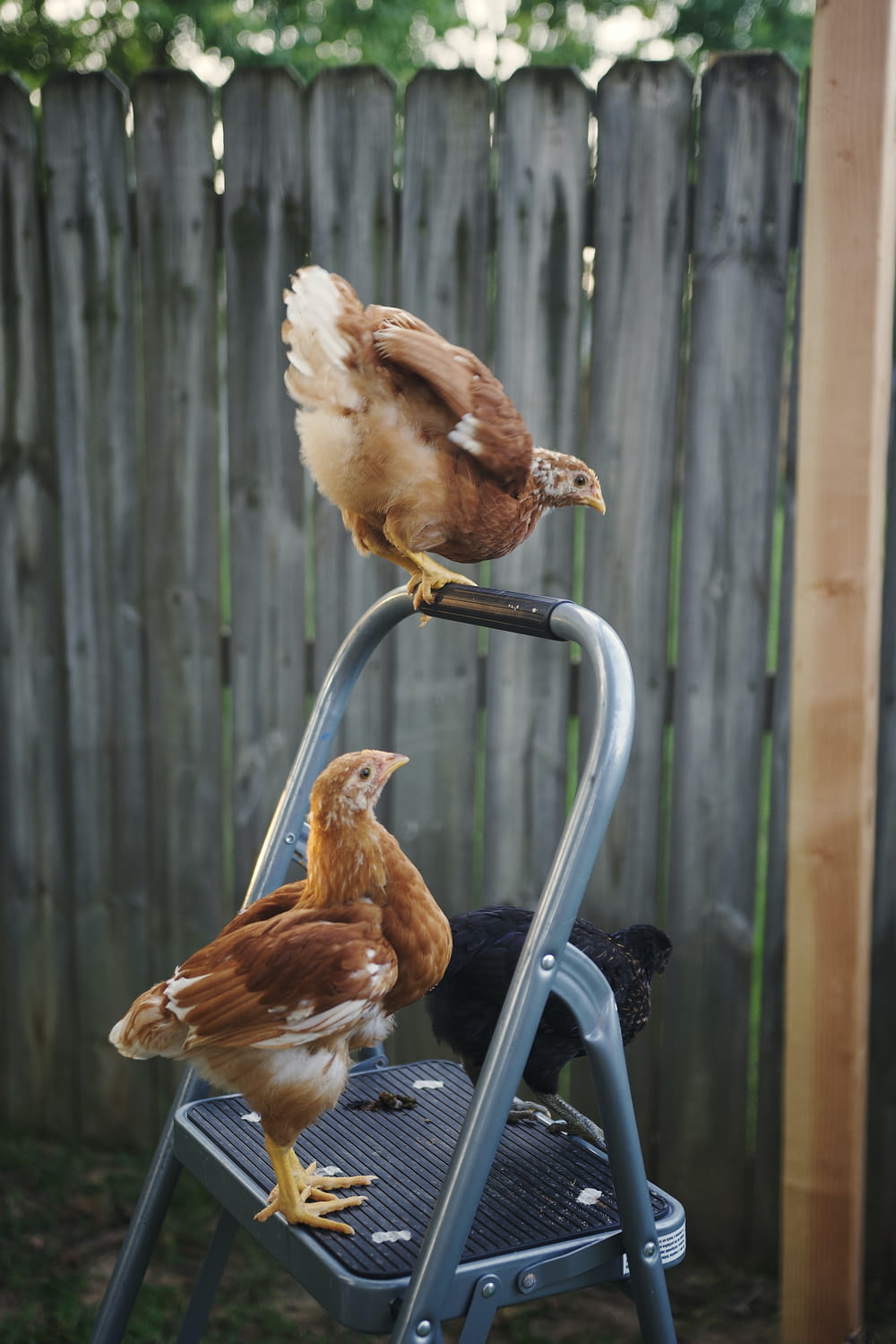 a group of chickens sitting on top of a metal chair