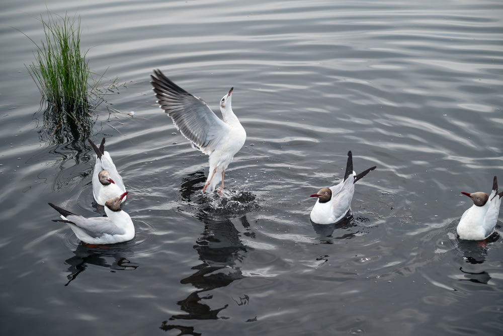 Un groupe d’oiseaux nage dans l’eau