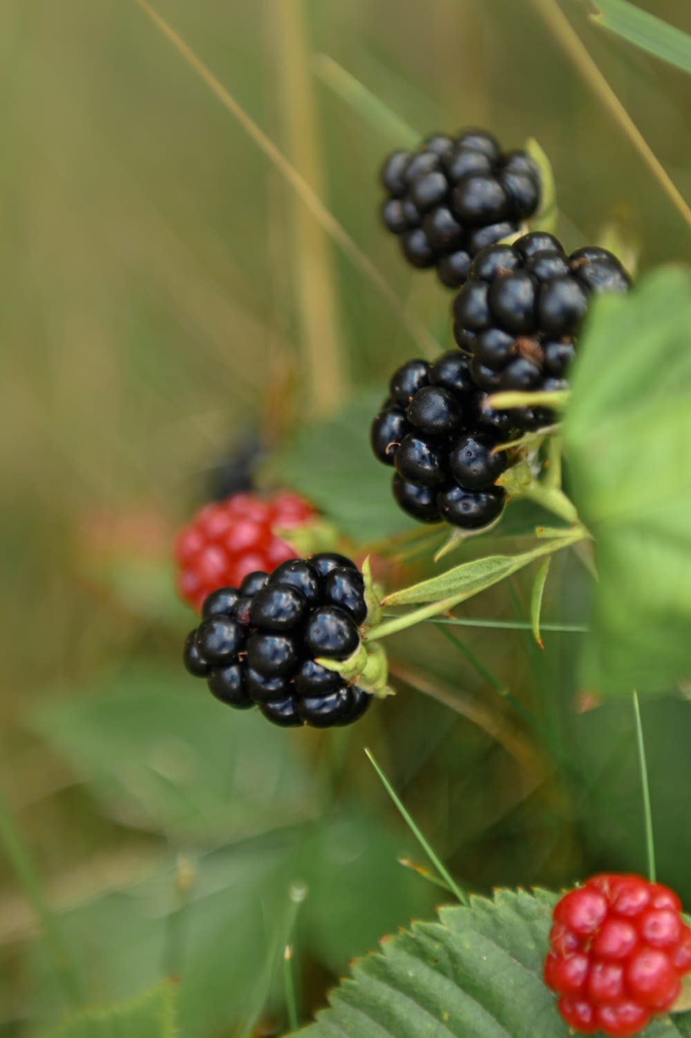 a close up of berries on a plant with leaves