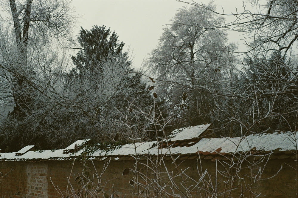 a snow covered roof with trees in the background