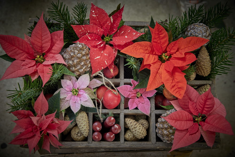 a bunch of poinsettis and pine cones in a box