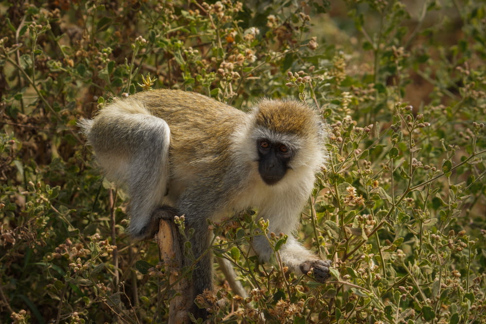 a monkey is walking through a bushy area