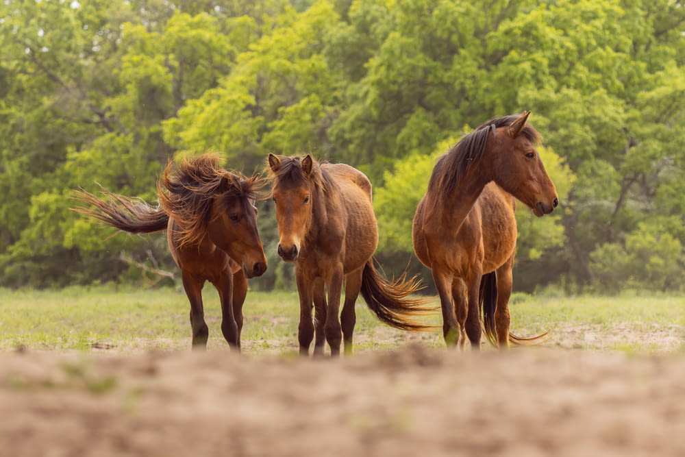 three brown horses standing in a field with trees in the background