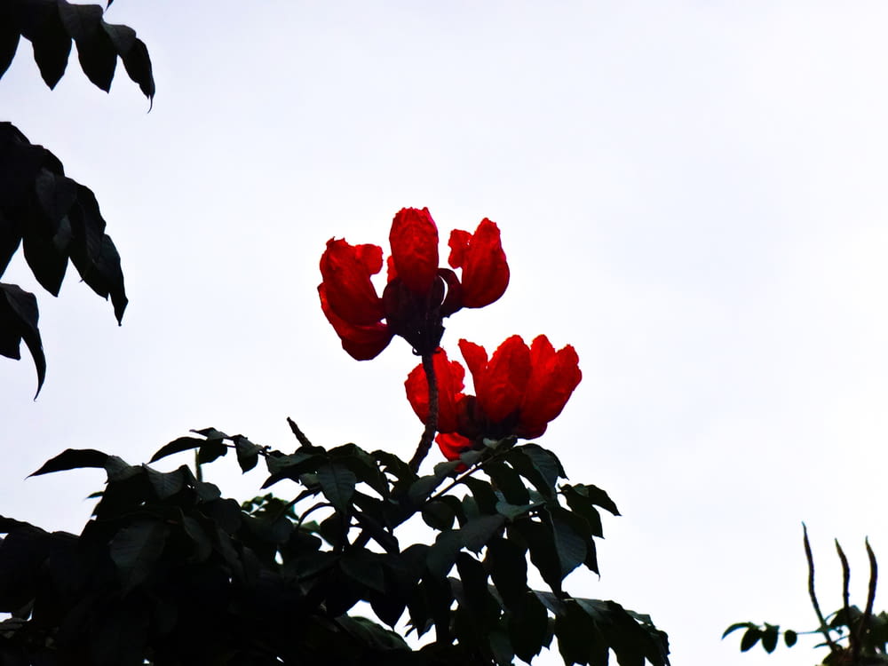 a red flower is blooming on a tree branch