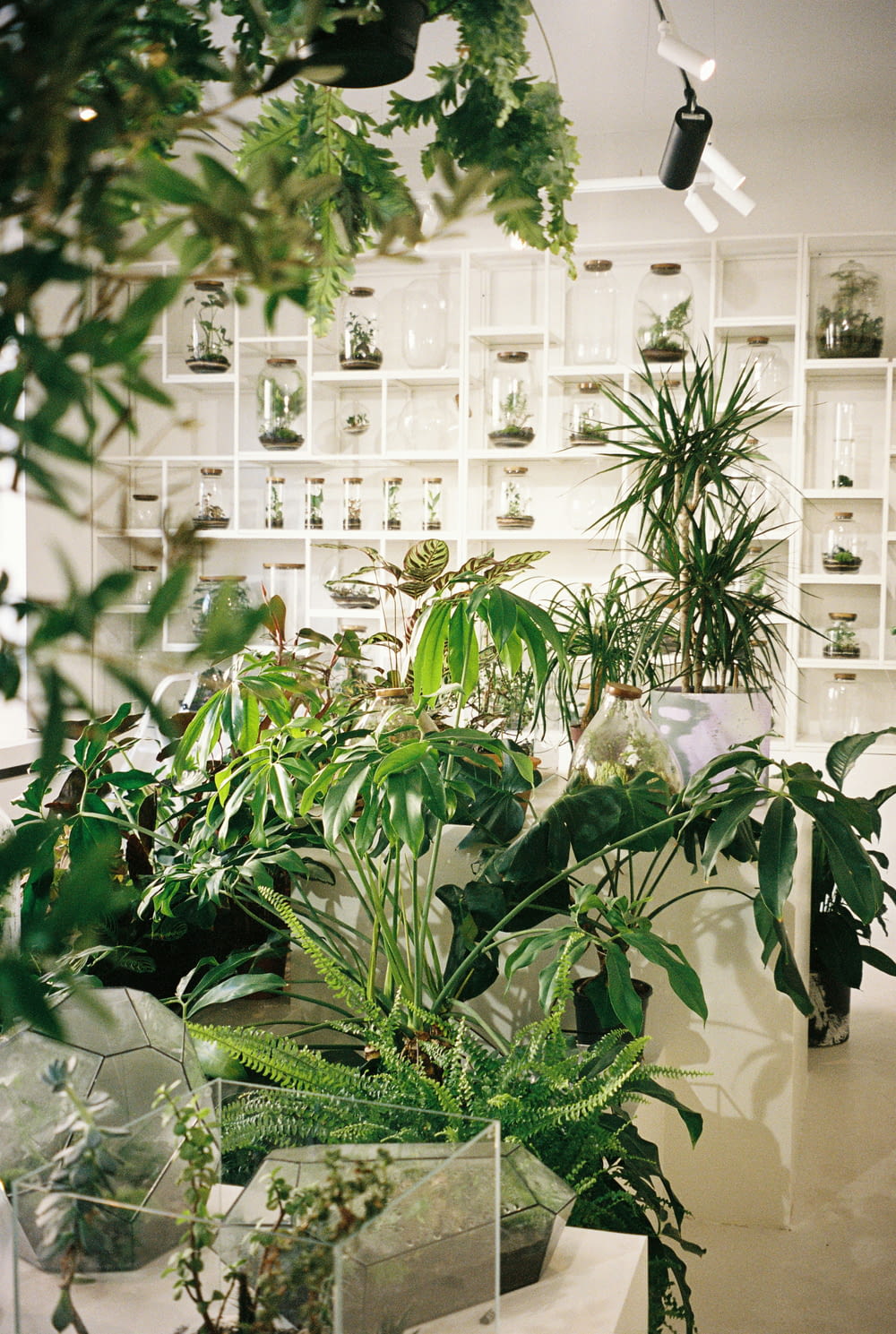 a room filled with lots of different types of plants