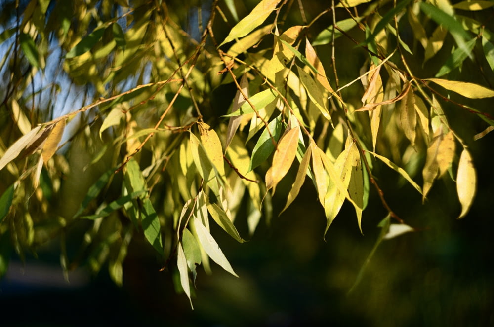 a close up of a tree branch with leaves