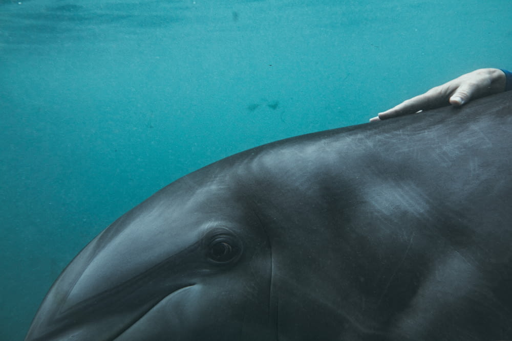 une main sur le dos d’un dauphin dans l’eau