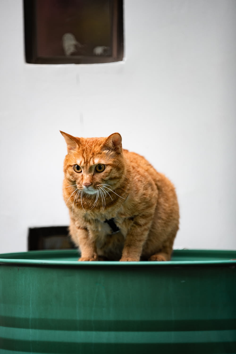 an orange cat sitting on top of a green barrel