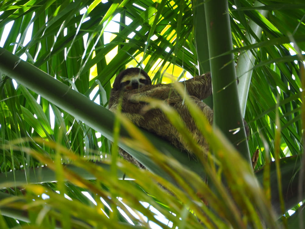 a brown and white sloth sitting on top of a palm tree