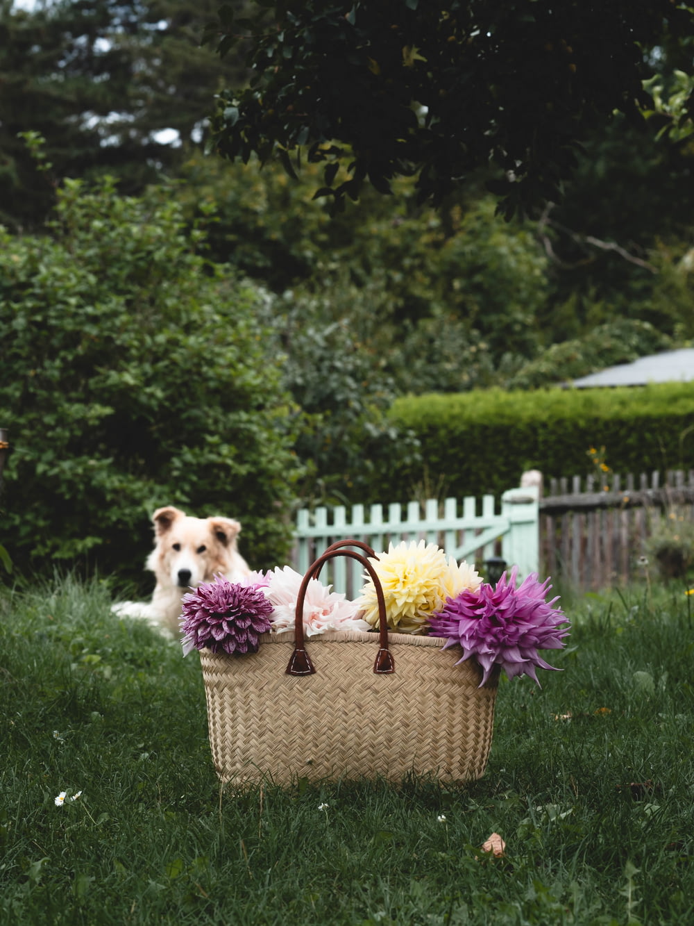 a dog sitting in the grass next to a basket with flowers