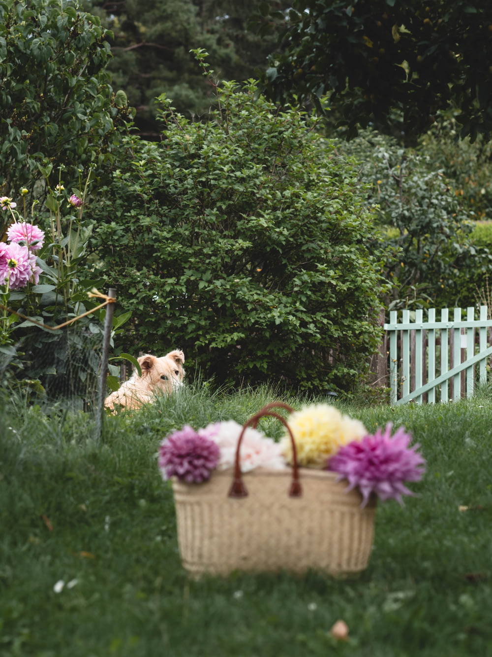 a dog laying in the grass next to a basket of flowers