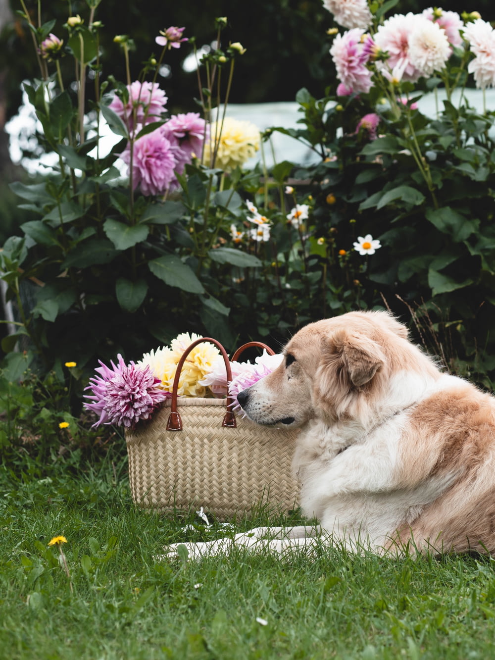 a dog laying in the grass with a basket of flowers