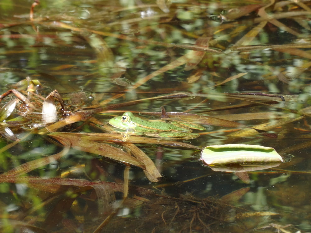 a frog sitting on top of a leaf in the water