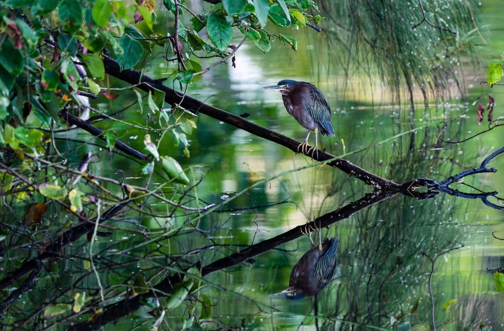 a bird is perched on a branch in the water