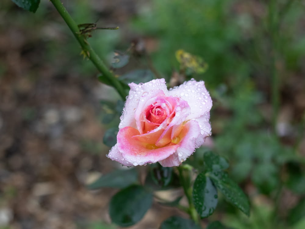 a pink rose with water droplets on it