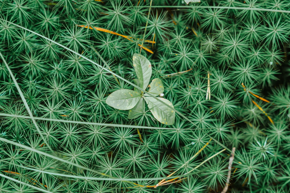 Gros plan d’une plante aux feuilles vertes