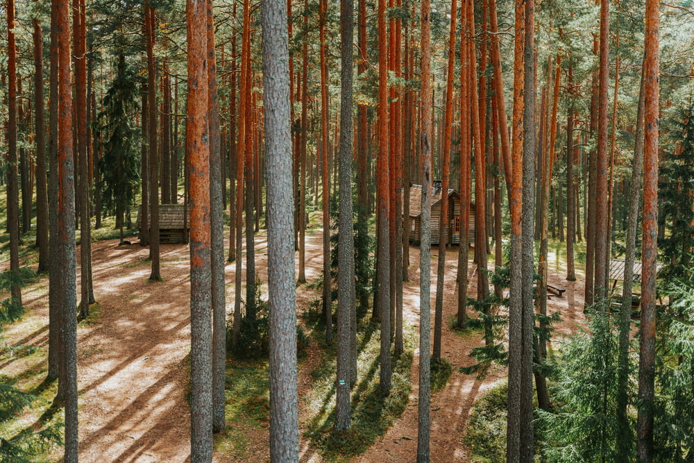 a path through a forest with lots of tall trees