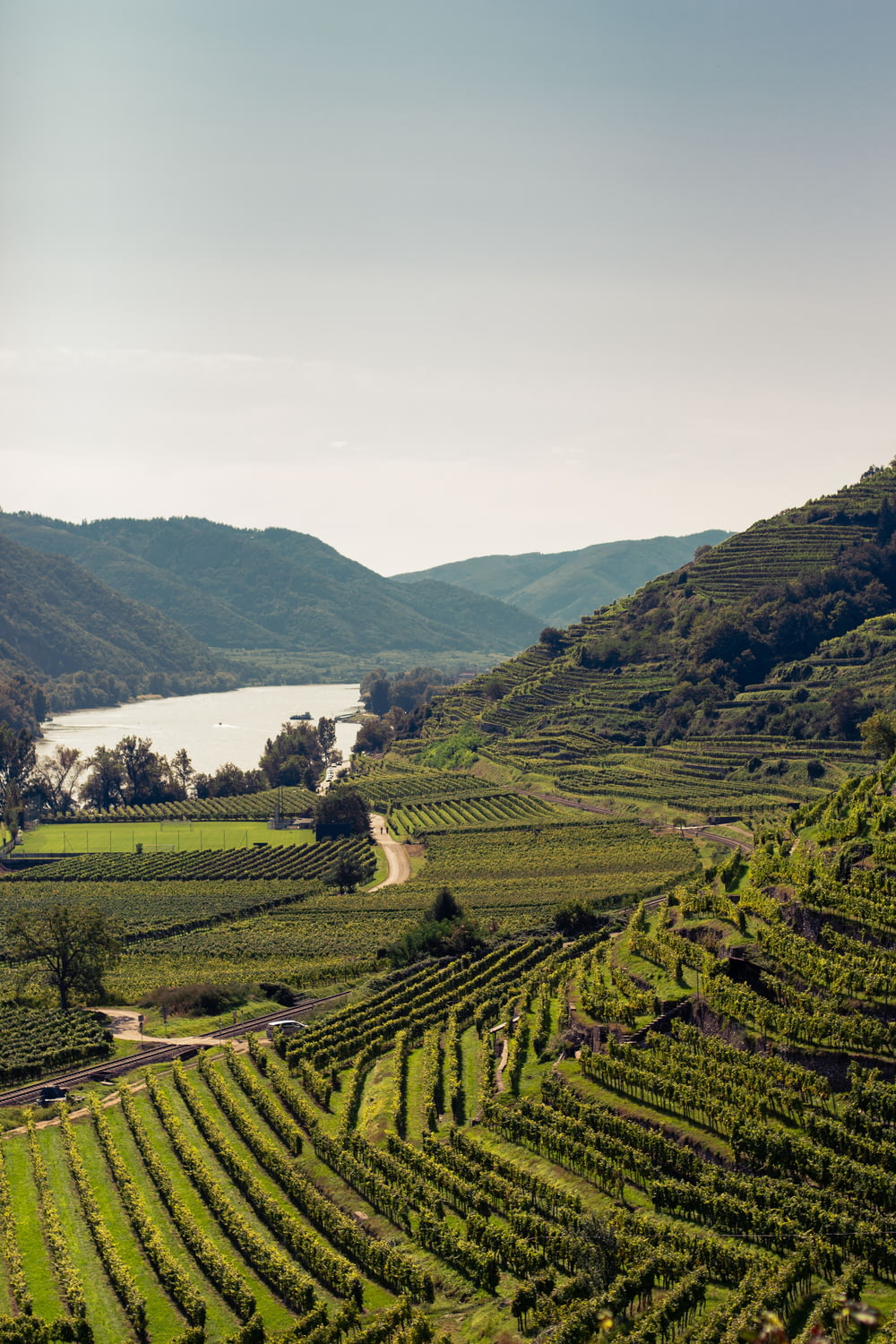 a scenic view of a vineyard with a lake in the background