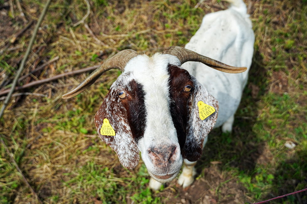 a brown and white goat standing on top of a grass covered field