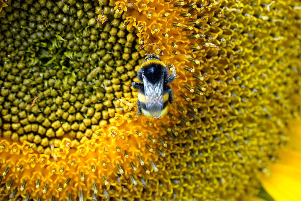 a close up of a sunflower with a bee on it