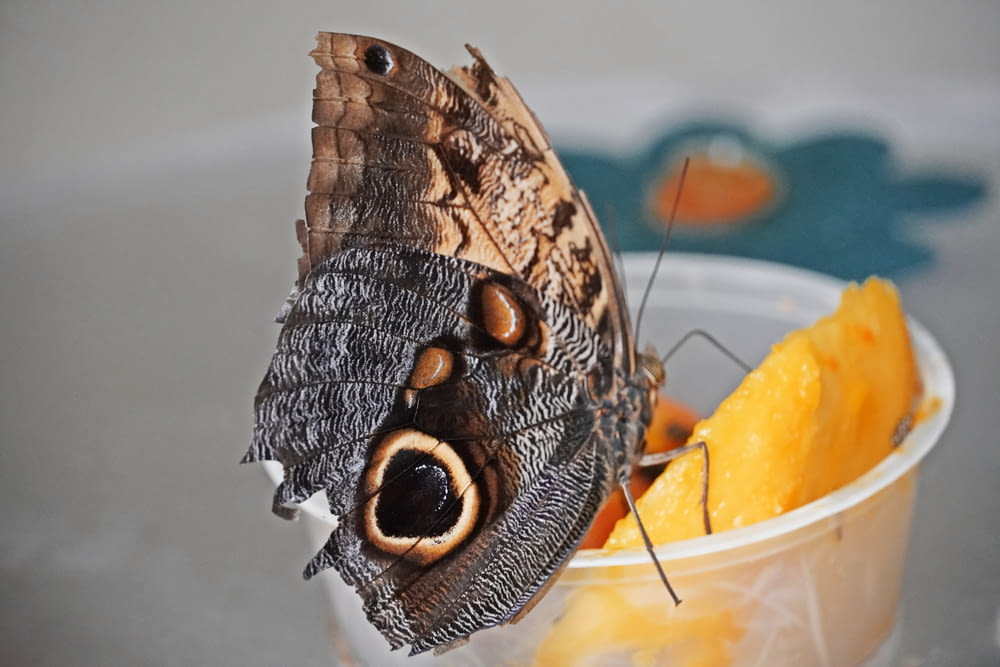 a close up of a butterfly on a bowl of fruit