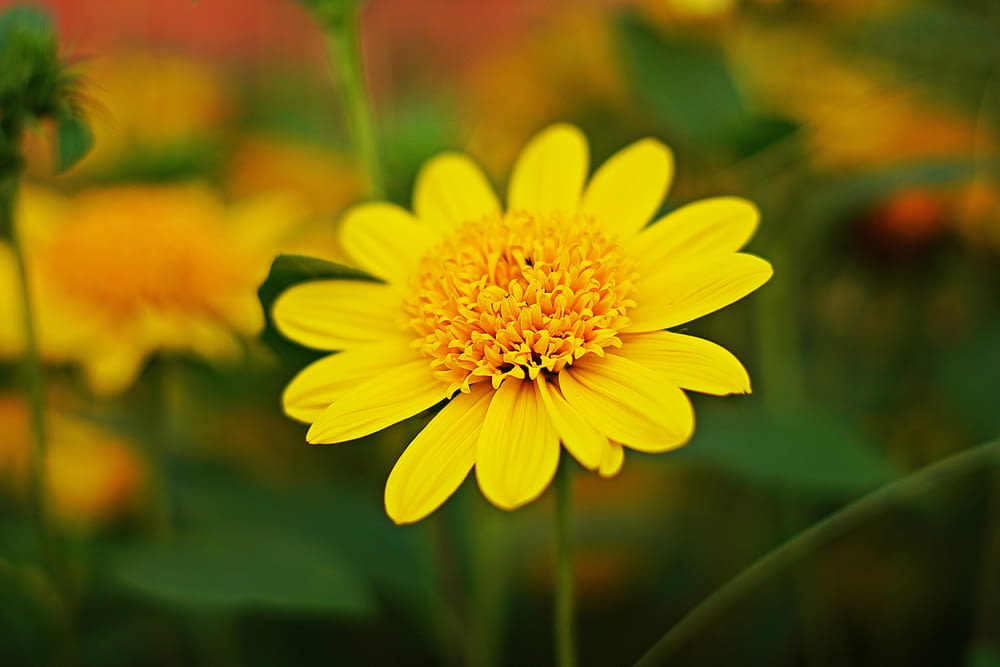 a close up of a yellow flower in a field