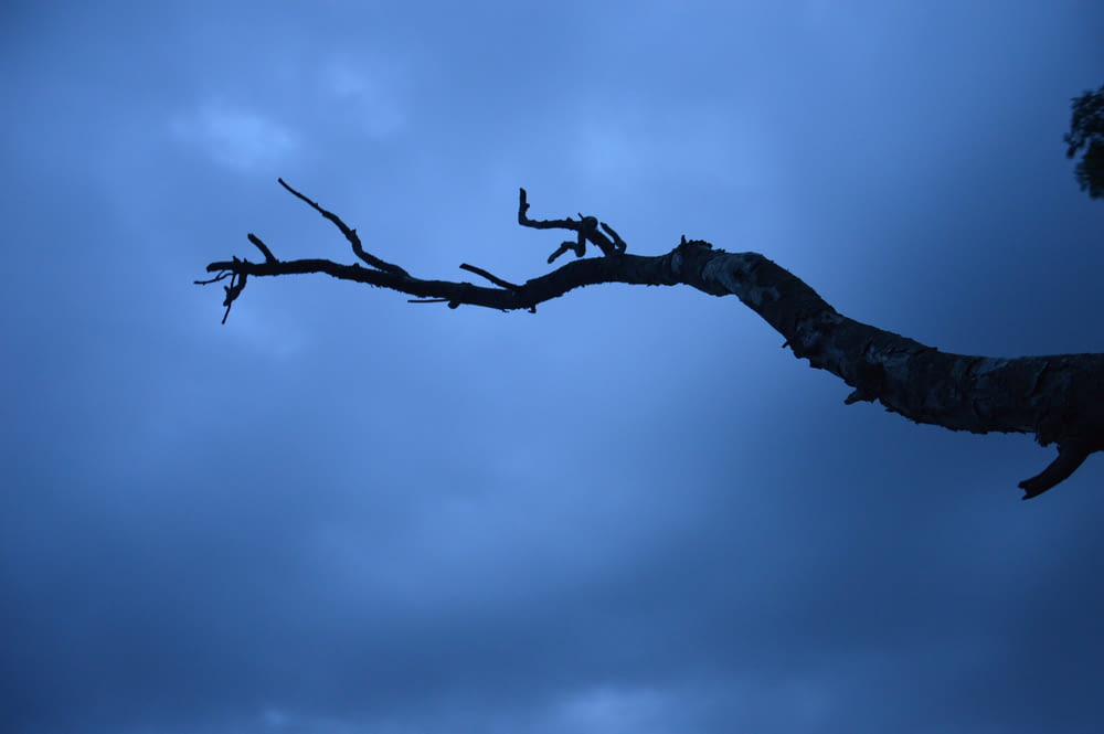 a dead tree branch against a cloudy sky