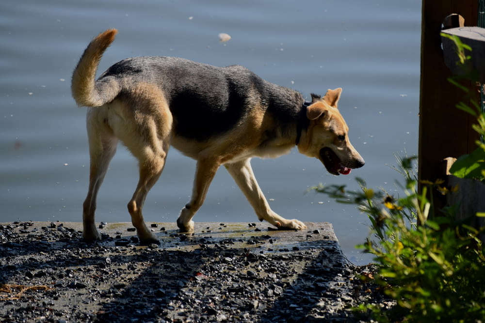 a dog walking on a dock near the water