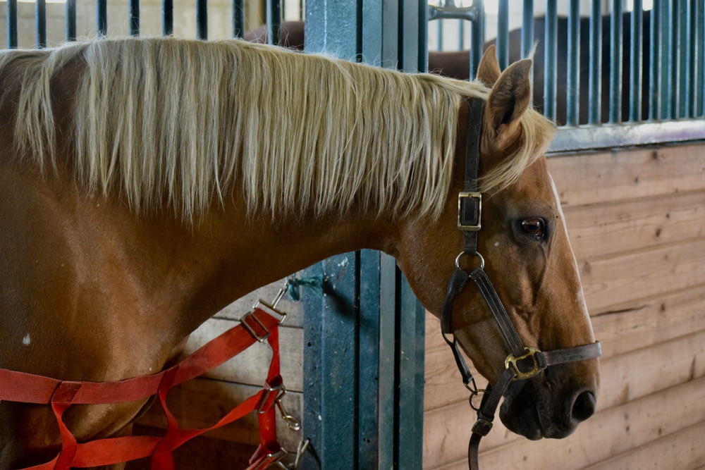 厩舎に立つブロンドの髪の茶色の馬